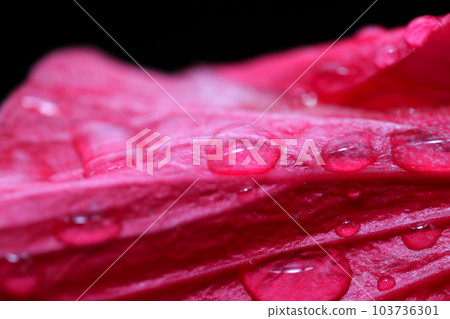 雨後帶有雨滴的芙蓉深粉色花瓣(使用微距鏡頭,室外自然光,特寫照片) 雨後帶有雨滴的芙蓉深粉色花瓣(使用微距鏡頭,室外自然光,特寫照片) 103736301