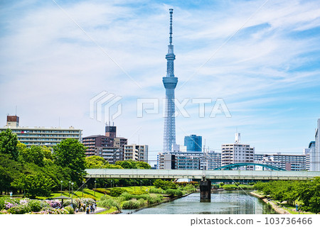 舊中川水邊公園周圍的紫陽花和天空樹景觀 舊中川水邊公園周圍的紫陽花和天空樹景觀 103736466