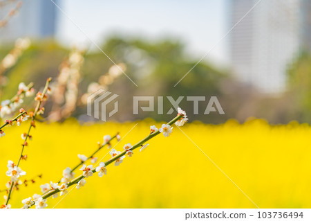 A branch of white plum against the background of yellow rape blossoms 103736494