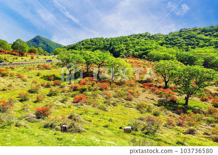 Shirakaba Ranch Sheep and Azaleas Shirakaba Ranch Sheep and Azaleas 103736580