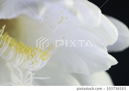 Bewitching beauty of the night sky, a white flower that blooms only once on a summer night (using a macro lens, black background, close-up photo) 103736583