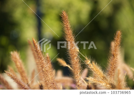 Purple ornamental grasses or Chinese pennisetum 103736965