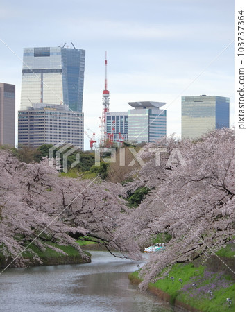 Cherry landscape of Chidorigafuchi Cherry landscape of Chidorigafuchi 103737364