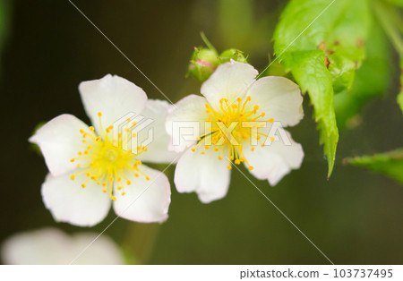 Neat and beautiful white roses blooming in the mountains (using a macro lens, outdoor natural light, close-up photography) Neat and beautiful white roses blooming in the mountains (using a macro lens, outdoor natural light, close-up photography) 103737495