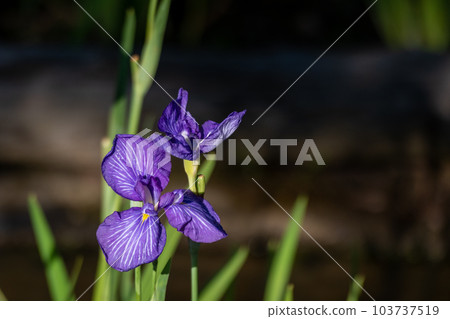 盛開在初夏的美麗鳶尾花 盛開在初夏的美麗鳶尾花 103737519