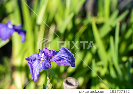 盛開在初夏的美麗鳶尾花 盛開在初夏的美麗鳶尾花 103737522
