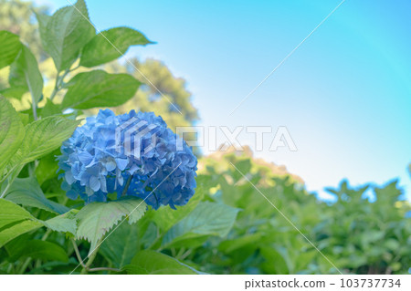 Hydrangea full bloom in the clear of rainy season 103737734