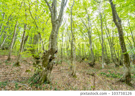 Spring in Nakashimadai and Shishigahana Wetlands 103738126