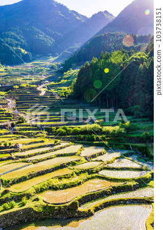 [愛知縣]四谷的千枚田插秧後，背光 103738151