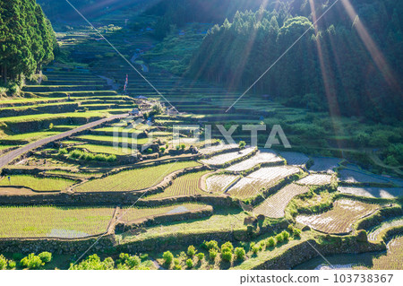 [Aichi Prefecture] Early morning in Yotsuya Senmaida after rice planting 103738367