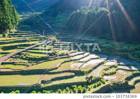 [愛知縣]四谷千枚田插秧後的清晨 103738369