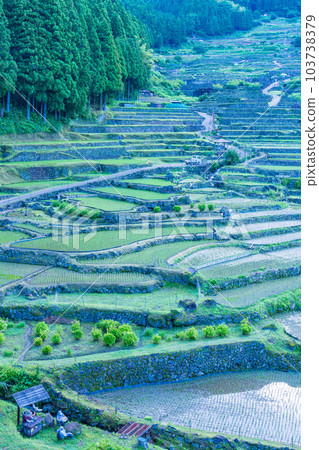 [Aichi Prefecture] Early morning in Yotsuya Senmaida after rice planting 103738379