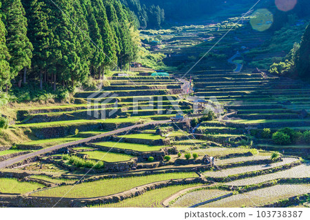 [Aichi Prefecture] Early morning in Yotsuya Senmaida after rice planting 103738387
