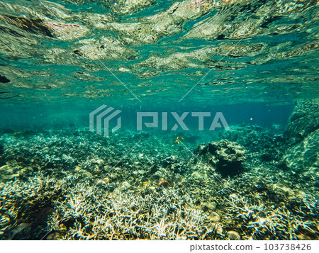 Under the sea corals and fish Under the sea corals and fish 103738426