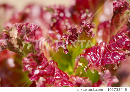 Sunny lettuce in a field with a beautiful contrast between red and green (texture photo using a macro lens) Sunny lettuce in a field with a beautiful contrast between red and green (texture photo using a macro lens) 103738446