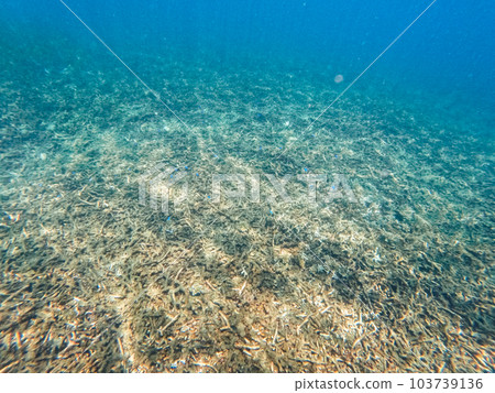 Under the sea corals and fish Under the sea corals and fish 103739136