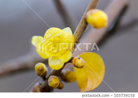 A sweet-smelling yellow wintersweet flower branch blooming in a mountain village (using a macro lens, outdoor natural light, close-up photo) 103739158