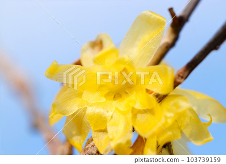 A yellow wintersweet flower that emits a sweet fragrance against a blue sky (using a macro lens, outdoor natural light, close-up photo) 103739159