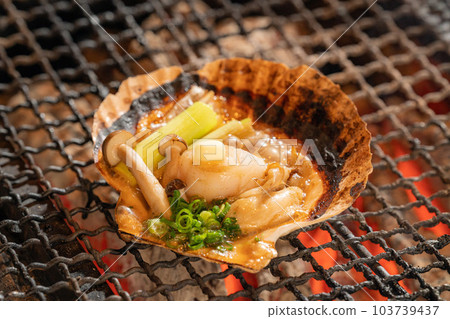  Scallop 103739437