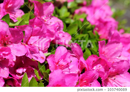 Spring park scenery with bamboo and roses and road in Namgang, Jinju city, South Korea 103740089