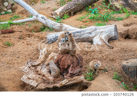 A group of cute meerkats. Meerkat Family are sunbathing. A group of cute meerkats. Meerkat Family are sunbathing. 103740126
