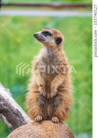 Meerkat, Suricata suricatta, on hind legs. Portrait of meerkat standing on hind legs with alert expression. Portrait of a funny meerkat sitting on its hind legs. Meerkat, Suricata suricatta, on hind legs. Portrait of meerkat standing on hind legs with alert expression. Portrait of a funny meerkat sitting on its hind legs. 103740127