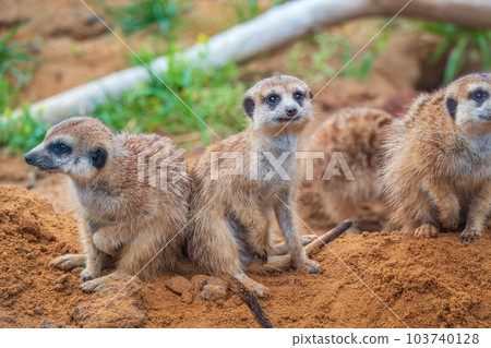 A group of cute meerkats. Meerkat Family are sunbathing. A group of cute meerkats. Meerkat Family are sunbathing. 103740128