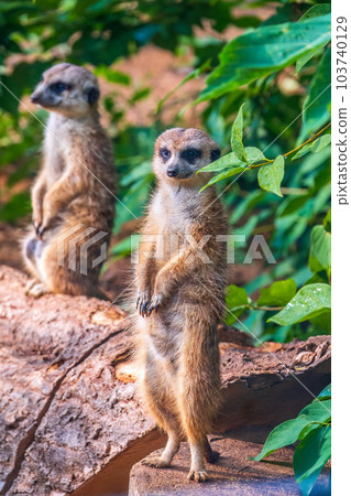 Two cute curious meerkats stand on their hind legs on a sandy hill and look away. Two cute curious meerkats stand on their hind legs on a sandy hill and look away. 103740129