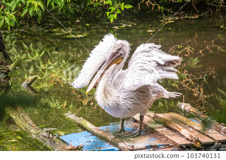 One pelican stands on the shore of the pond at the zoo. Green water in the pond. Close-up One pelican stands on the shore of the pond at the zoo. Green water in the pond. Close-up 103740131