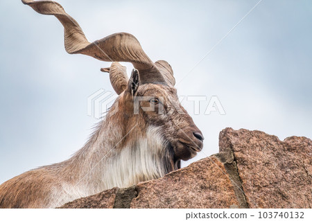Close-up portrait of Markhor, Capra falconeri, wild goat native to Central Asia, Karakoram and the Himalayas 103740132