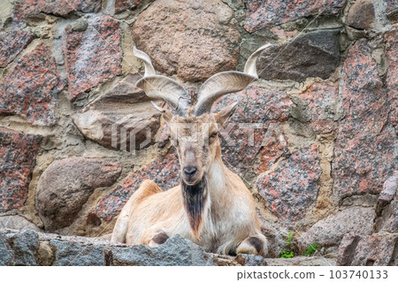 Close-up portrait of Markhor, Capra falconeri, wild goat native to Central Asia, Karakoram and the Himalayas 103740133