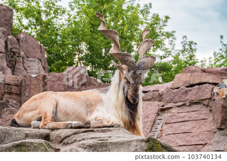 Close-up portrait of Markhor, Capra falconeri, wild goat native to Central Asia, Karakoram and the Himalayas Close-up portrait of Markhor, Capra falconeri, wild goat native to Central Asia, Karakoram and the Himalayas 103740134