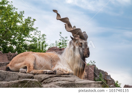 Markhor, Capra falconeri, wild goat native to Central Asia, Karakoram and the Himalayas standing on rock on blue sky background Markhor, Capra falconeri, wild goat native to Central Asia, Karakoram and the Himalayas standing on rock on blue sky background 103740135