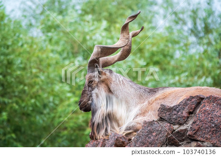 Close-up portrait of Markhor, Capra falconeri, wild goat native to Central Asia, Karakoram and the Himalayas Close-up portrait of Markhor, Capra falconeri, wild goat native to Central Asia, Karakoram and the Himalayas 103740136