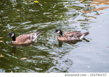 Canada goose, Branta canadensis, swimming in a lake. 103740137