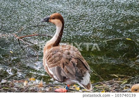 Swan Goose, Anser cygnoides,swiming in lake water Swan Goose, Anser cygnoides,swiming in lake water 103740139
