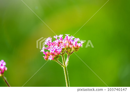 Verbena bonariensis flowers, Argentinian Vervain or Purpletop Vervain, Clustertop Vervain, Tall Verbena, Pretty Verbena, in garden 103740147