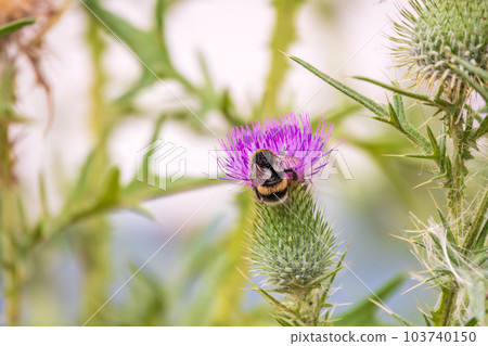 Bumble-bee sitting on wild thistle purple flower 103740150