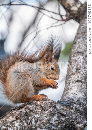 The squirrel with nut sits on a branches in the spring or summer. 103740188
