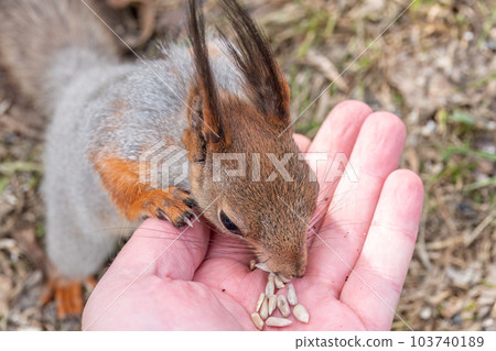 A squirrel in the spring or autumn eats nuts from a human hand. Eurasian red squirrel, Sciurus vulgaris A squirrel in the spring or autumn eats nuts from a human hand. Eurasian red squirrel, Sciurus vulgaris 103740189