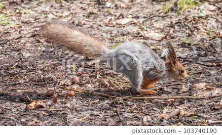 Squirrel in autumn or spring hides nuts on the green grass with fallen yellow leaves Squirrel in autumn or spring hides nuts on the green grass with fallen yellow leaves 103740190