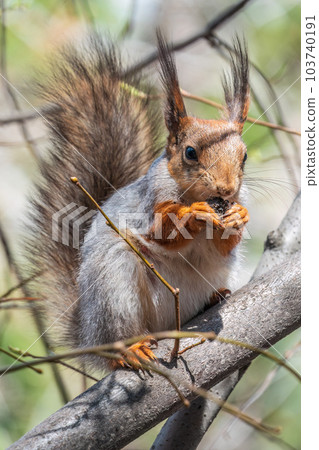The squirrel with nut sits on a branches in the spring or summer. The squirrel with nut sits on a branches in the spring or summer. 103740191