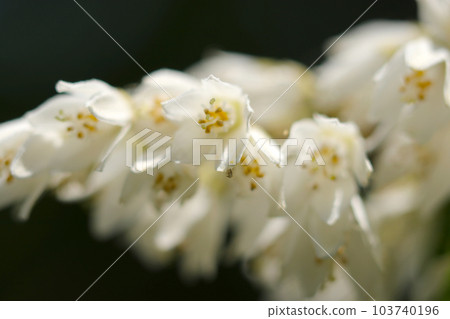 Panic inflorescences of a lot of small white flowers (Using a macro lens, outdoor natural light, close-up photography) Panic inflorescences of a lot of small white flowers (Using a macro lens, outdoor natural light, close-up photography) 103740196
