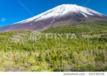 《山梨縣》初夏的富士山，新綠白雪的內庭 103740246