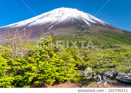 《山梨縣》初夏的富士山，新綠白雪的內庭 103740251
