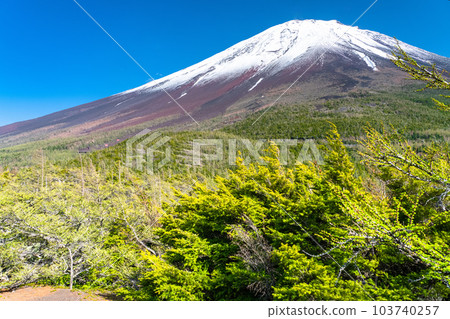 《山梨縣》初夏的富士山，新綠白雪的內庭 103740257