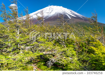 "Yamanashi Prefecture" Mt. Fuji in early summer, fresh green and snow-capped inner garden 103740258