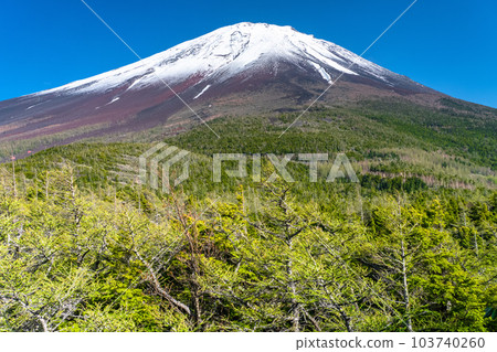 《山梨縣》初夏的富士山，新綠白雪的內庭 103740260