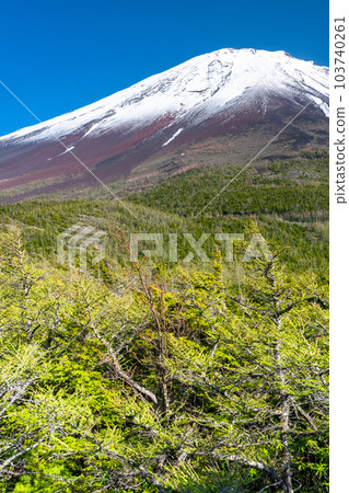 《山梨縣》初夏的富士山,新綠白雪的內庭 《山梨縣》初夏的富士山,新綠白雪的內庭 103740261