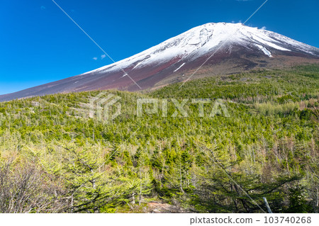 《山梨縣》初夏的富士山，新綠白雪的內庭 103740268